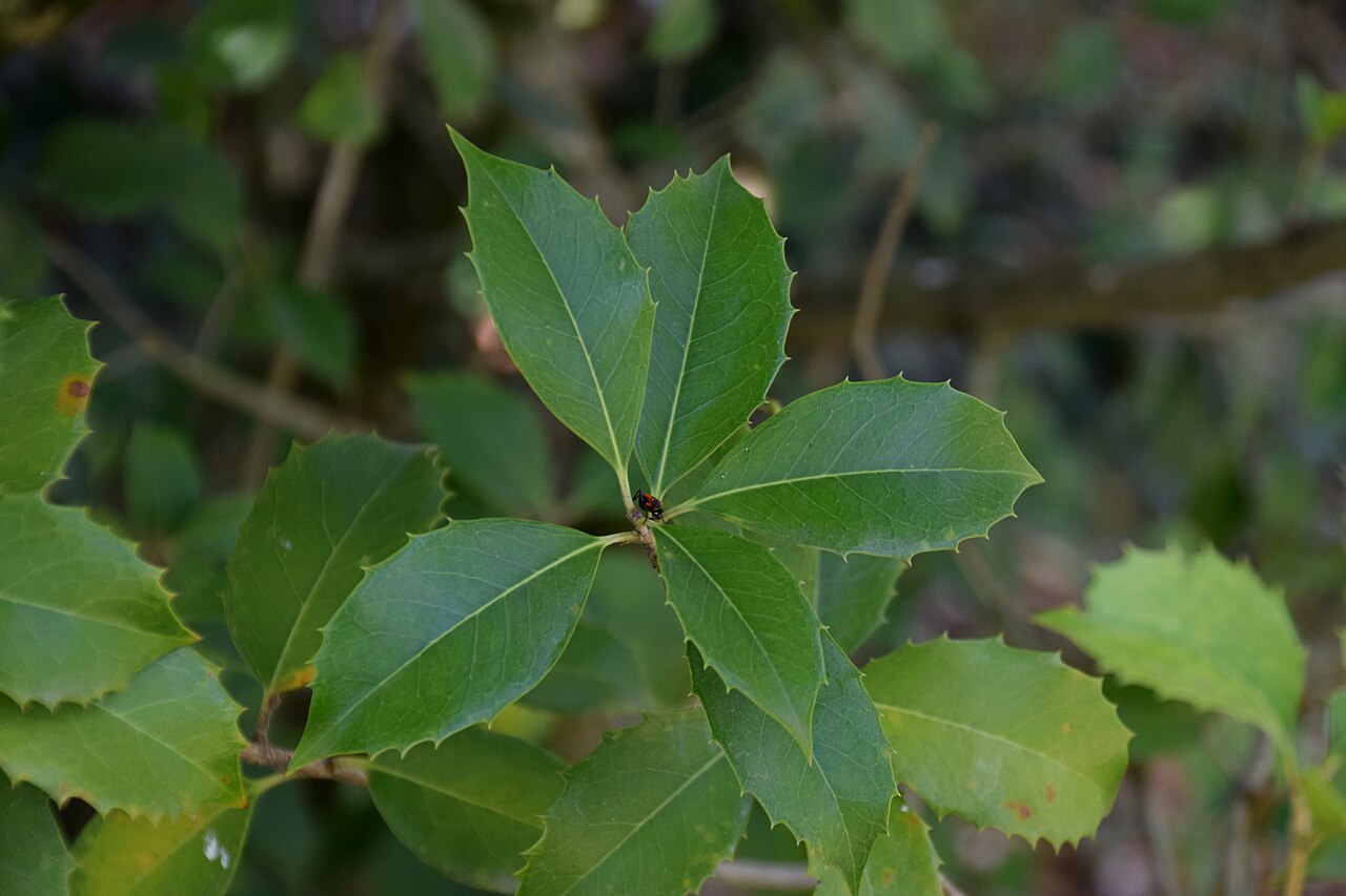 Osmanthus armatus: Osmanthus armatus in Jardin des Plantes de Toulouse