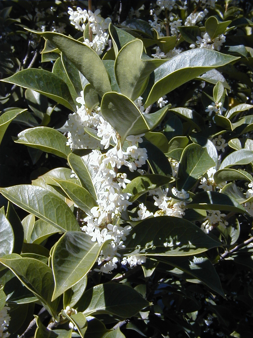 Osmanthus armatus: Osmanthus armatus . Real Jardín Botánico de Madrid.