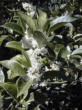 Osmanthus armatus: Osmanthus armatus . Real Jardín Botánico de Madrid.