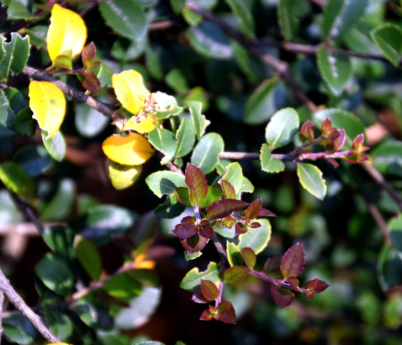 Delavay teaolive: Osmanthus delavayi in Dunedin Botanic Garden, Dunedin, New Zealand