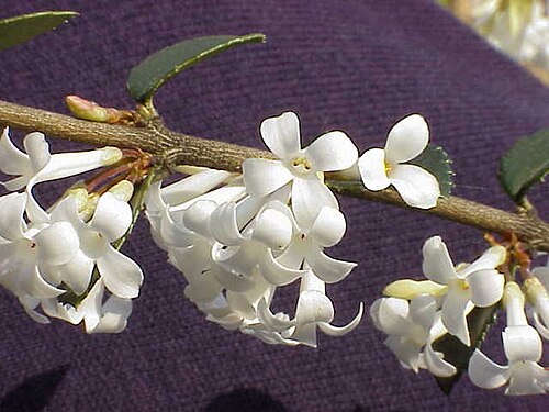 Delavay teaolive: Species : Osmanthus delavayi Family : Oleaceae Image No. 1