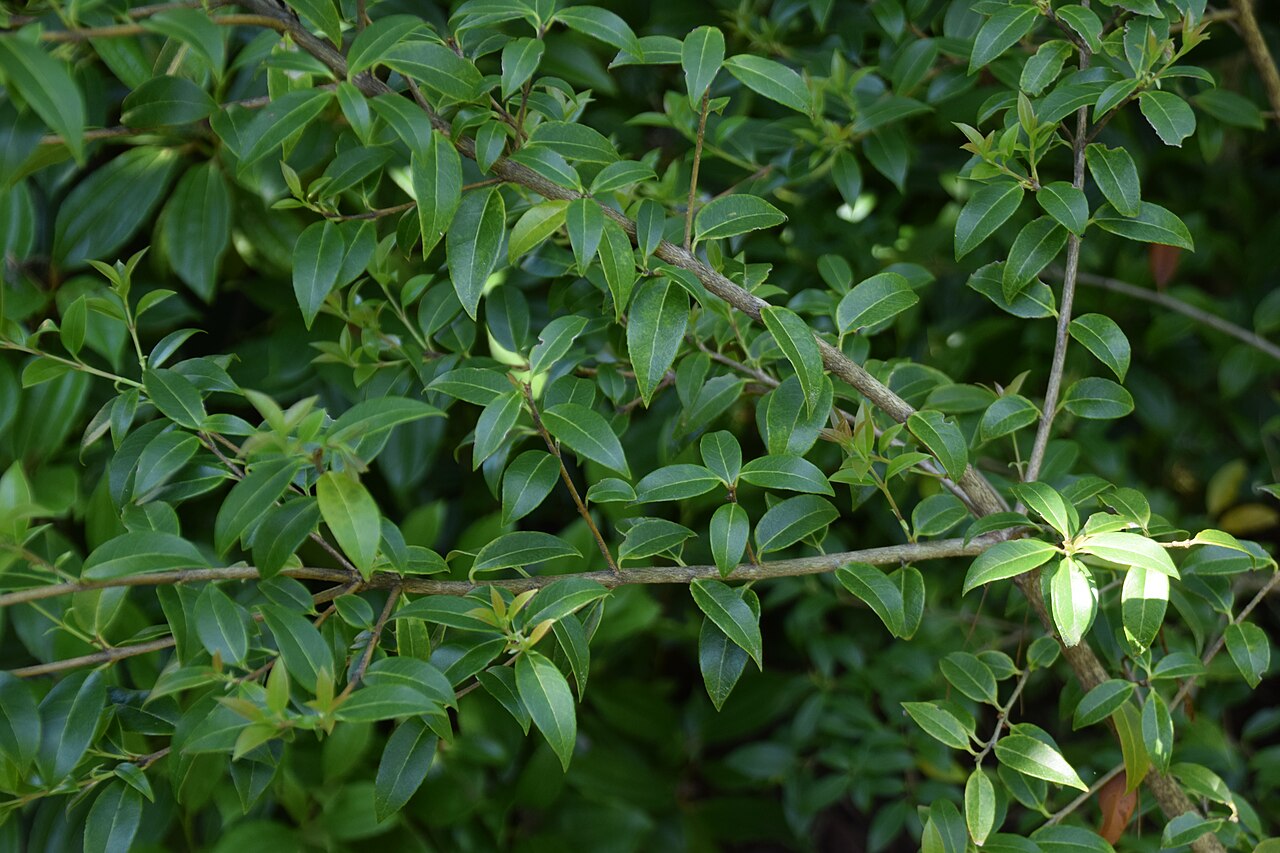 Delavay teaolive: Osmanthus delavayi in Dunedin Botanic Garden, Dunedin, New Zealand