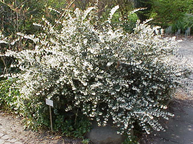 Delavay teaolive: Species : Osmanthus delavayi Family : Oleaceae Image No. 3