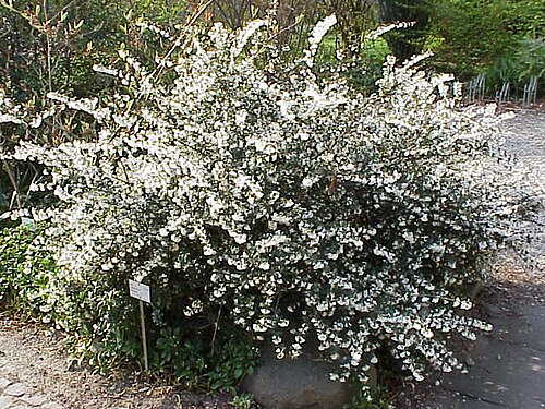Delavay teaolive: Species : Osmanthus delavayi Family : Oleaceae Image No. 3