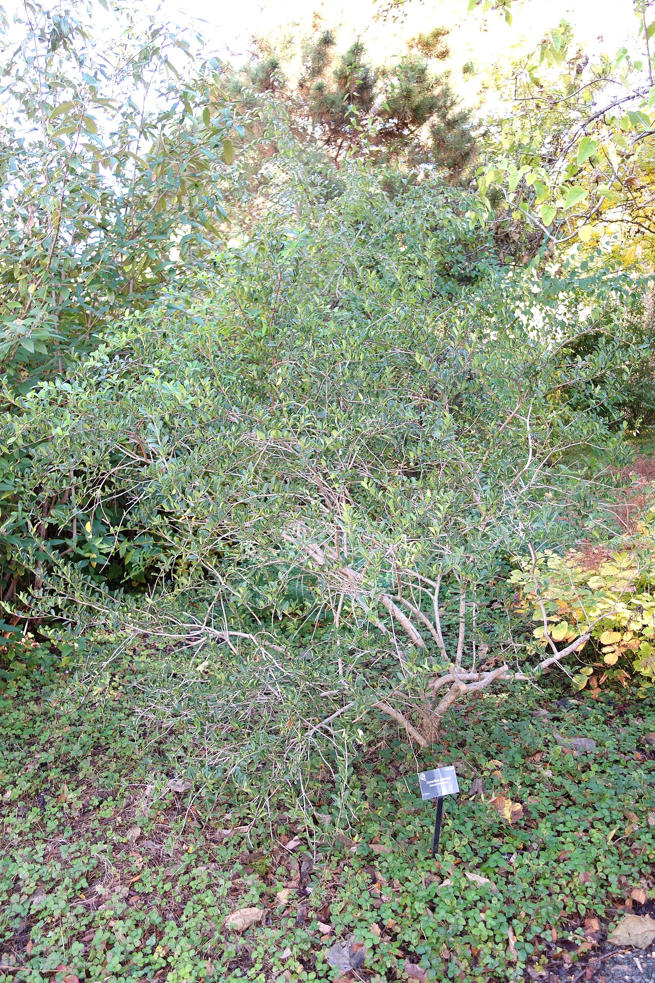 Delavay teaolive: Botanical specimen in Quarryhill Botanical Garden, Glen Ellen, California, USA.