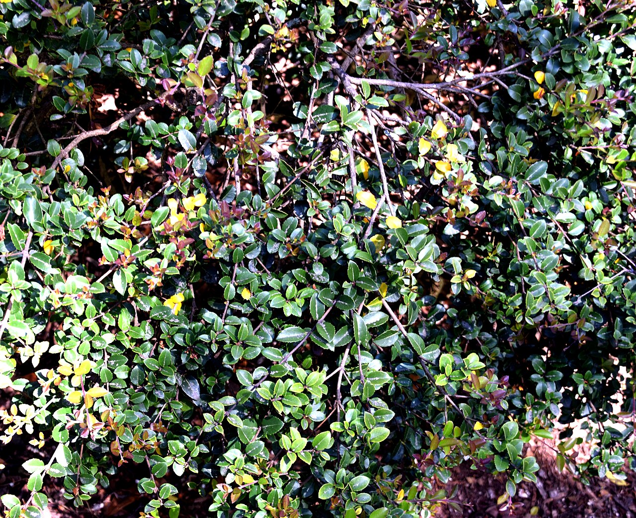 Delavay teaolive: Osmanthus delavayi in Dunedin Botanic Garden, Dunedin, New Zealand