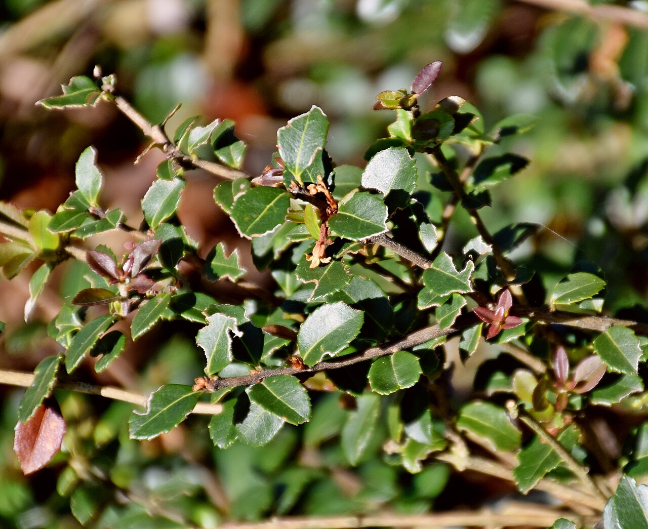 Delavay teaolive: Osmanthus delavayi in Dunedin Botanic Garden, Dunedin, New Zealand