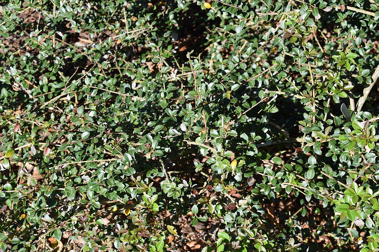 Delavay teaolive: Osmanthus delavayi in Dunedin Botanic Garden, Dunedin, New Zealand