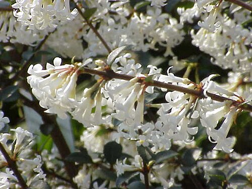 Delavay teaolive: Species : Osmanthus delavayi Family : Oleaceae Image No. 2