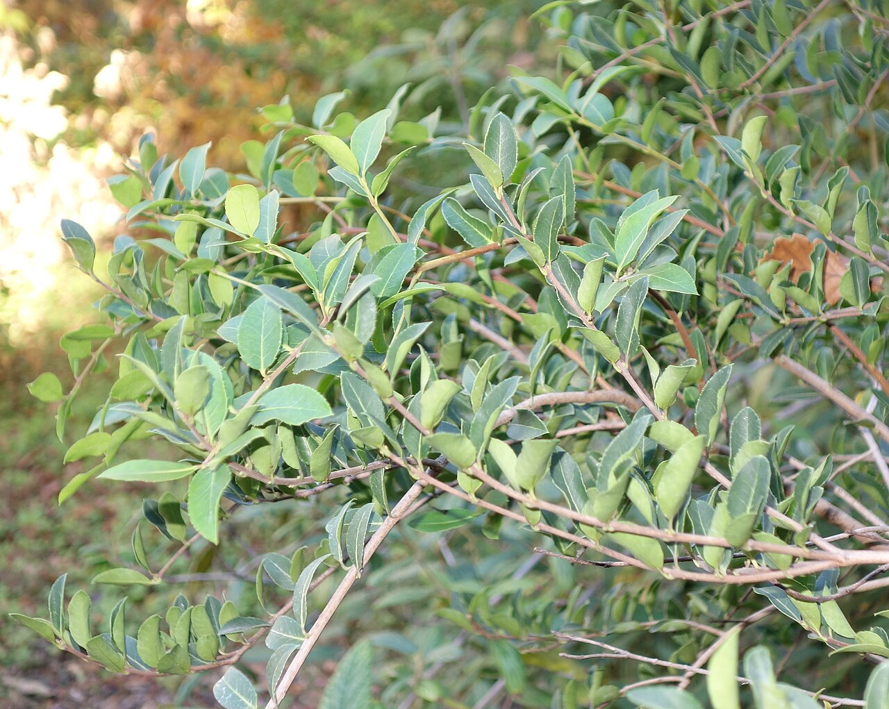 Delavay teaolive: Botanical specimen in Quarryhill Botanical Garden, Glen Ellen, California, USA.