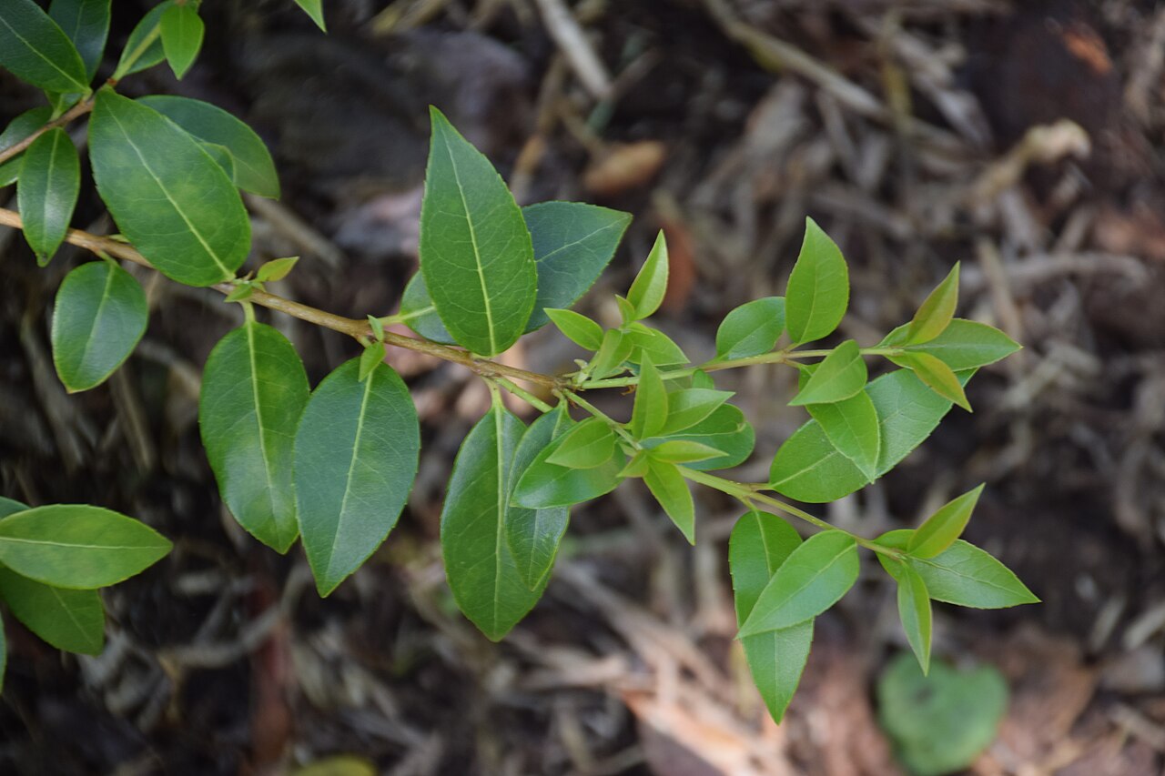 Delavay teaolive: Osmanthus delavayi in Dunedin Botanic Garden, Dunedin, New Zealand