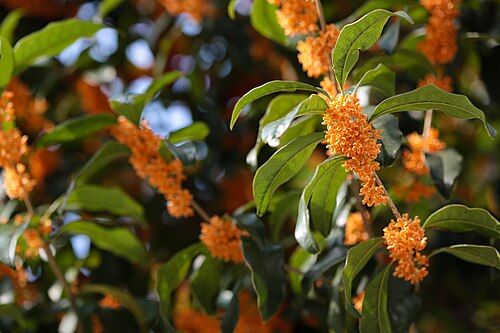 Sweet osmanthus: Osmanthus fragrans with orange flowers. Shot in Kobe, Japan.