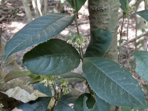 Sweet osmanthus (Osmanthus fragrans)