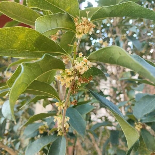 Sweet osmanthus (Osmanthus fragrans)