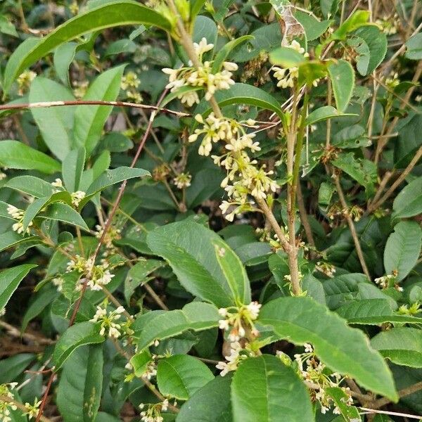 Sweet osmanthus (Osmanthus fragrans)