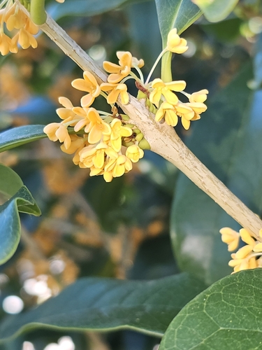 Sweet osmanthus (Osmanthus fragrans)