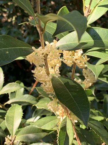 Sweet osmanthus (Osmanthus fragrans)