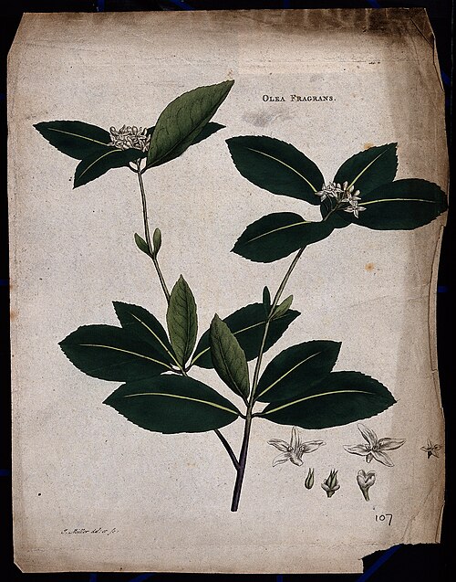 Sweet osmanthus: Kwei plant (Osmanthus fragrans): flowering stem with floral segments. Coloured etching by J. Miller, c. 1771. Iconographic Collections Keywords: John Miller; Jo