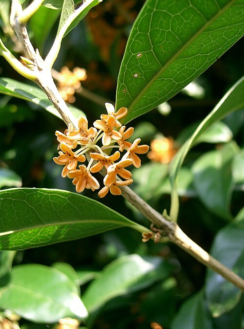 Sweet osmanthus: Osmamthus fragrans var. thunbergii