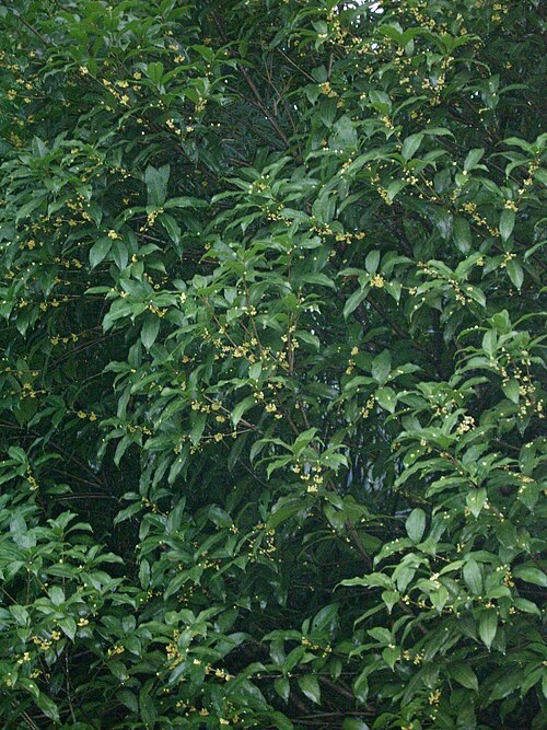 Sweet osmanthus (Osmanthus fragrans)
