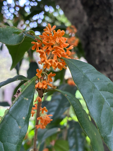Sweet osmanthus (Osmanthus fragrans)