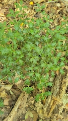 Holly osmanthus (Osmanthus heterophyllus)