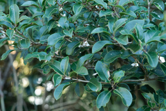 Holly osmanthus (Osmanthus heterophyllus)