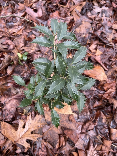 Holly osmanthus (Osmanthus heterophyllus)