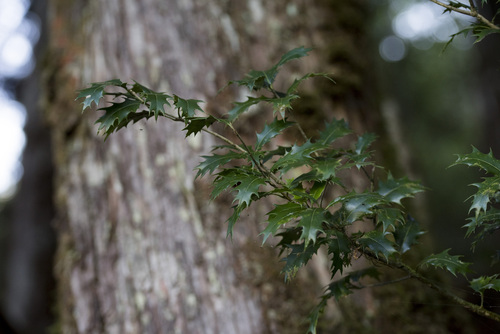 Holly osmanthus (Osmanthus heterophyllus)
