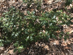 Holly osmanthus (Osmanthus heterophyllus)