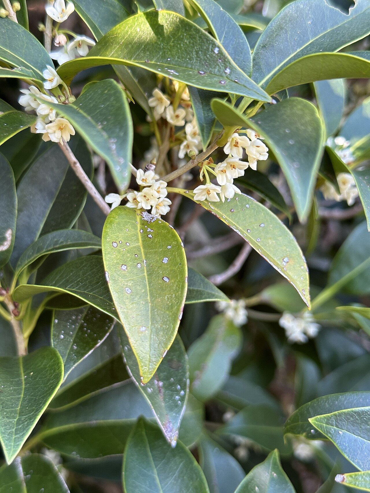 Osmanthus insularis: Osmanthus insularis. Species of plant.