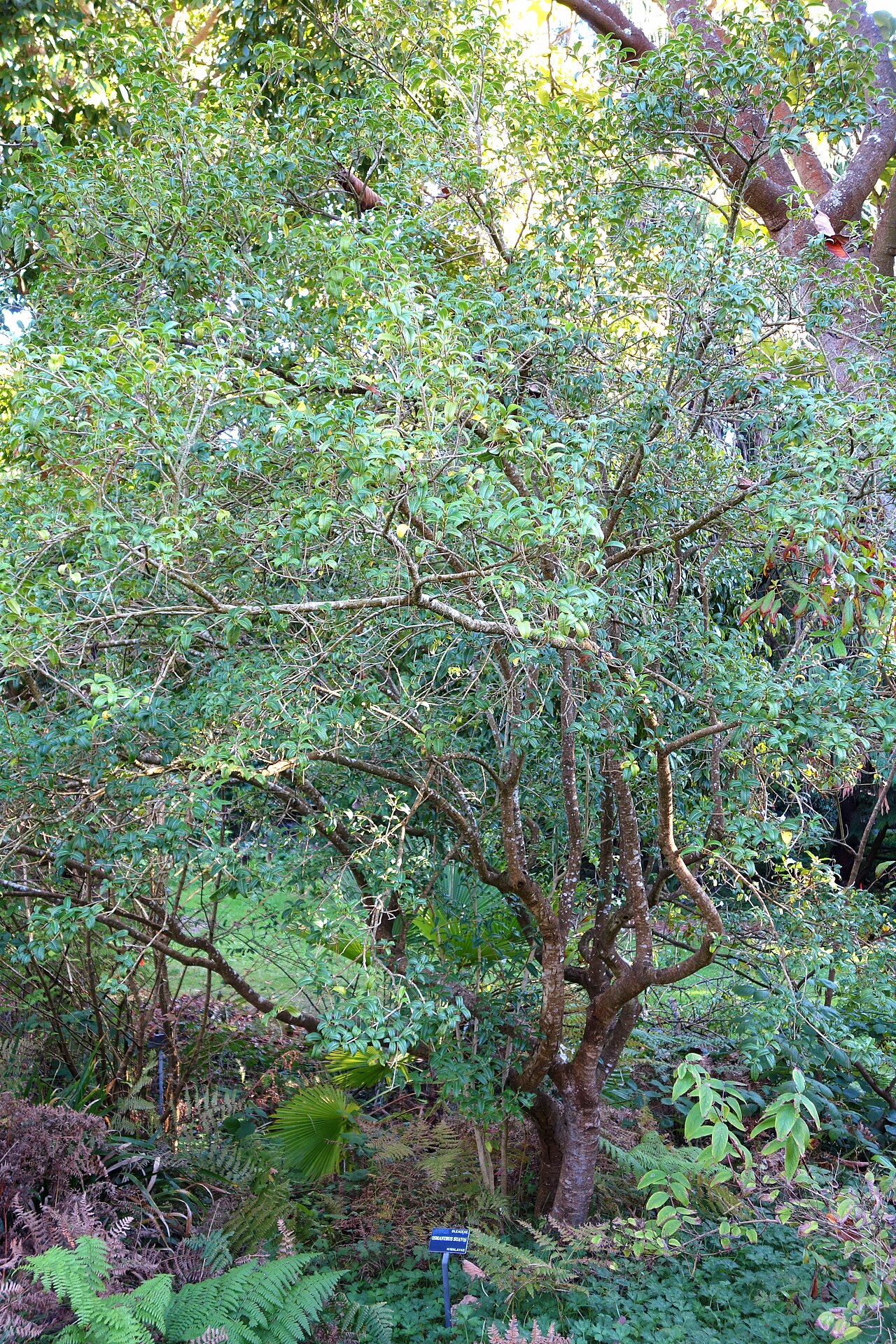 Osmanthus suavis: Botanical specimen in the San Francisco Botanical Garden, San Francisco, California, USA.