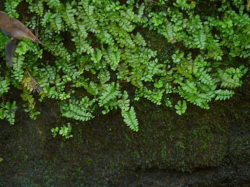 Osmolindsaea japonica: Lindasea japonica:サイゴクホングウシダ 2015/08/15 和歌山県田辺市:Tanabe City. Wakayama Pref. Japan
