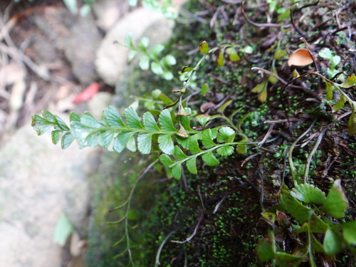Osmolindsaea japonica (Osmolindsaea japonica)