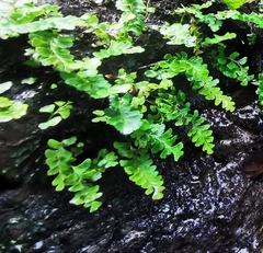 Osmolindsaea japonica (Osmolindsaea japonica)