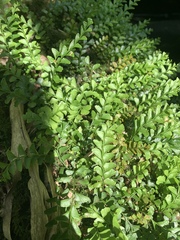 Osmolindsaea japonica (Osmolindsaea japonica)