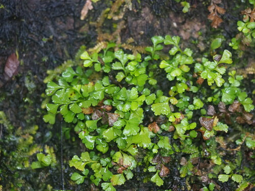 Osmolindsaea japonica (Osmolindsaea japonica)