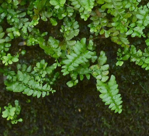 Osmolindsaea japonica: Lindasea japonica:サイゴクホングウシダ 2015/08/15 和歌山県田辺市:Tanabe City. Wakayama Pref. Japan