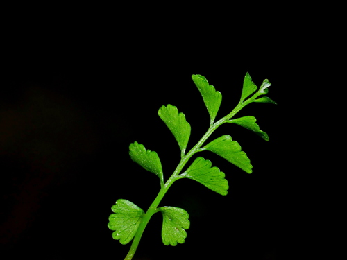 Osmolindsaea japonica (Osmolindsaea japonica)