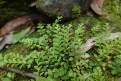 Osmolindsaea japonica (Osmolindsaea japonica)