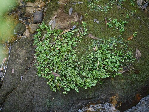 Osmolindsaea japonica: Lindasea japonica:サイゴクホングウシダ 2015/08/15 和歌山県田辺市:Tanabe City. Wakayama Pref. Japan