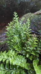 Osmolindsaea japonica (Osmolindsaea japonica)