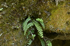 Osmolindsaea odorata (Osmolindsaea odorata)
