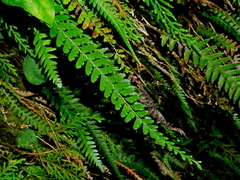 Osmolindsaea odorata (Osmolindsaea odorata)
