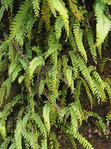Osmolindsaea odorata (Osmolindsaea odorata)