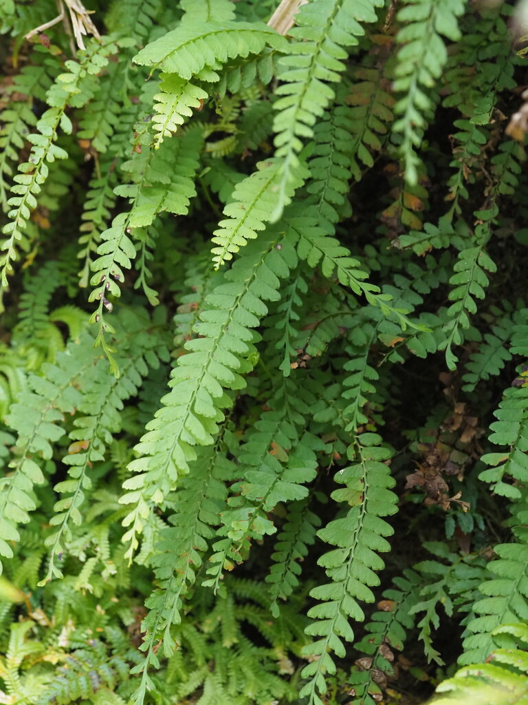Osmolindsaea odorata (Osmolindsaea odorata)