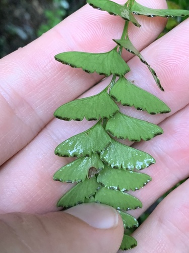 Osmolindsaea odorata (Osmolindsaea odorata)