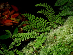 Osmolindsaea odorata (Osmolindsaea odorata)