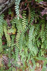 Osmolindsaea odorata (Osmolindsaea odorata)