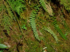 Osmolindsaea odorata (Osmolindsaea odorata)